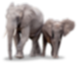 elephants.png